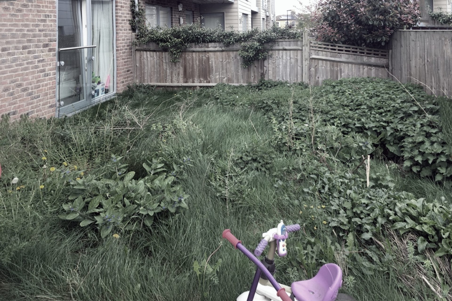 State of the back garden of a house in Crouch End, before the intervention of The Ginkgo Leaf